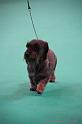 Crufts2011_2 1321